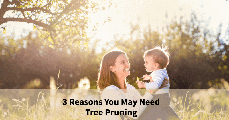 tree pruning