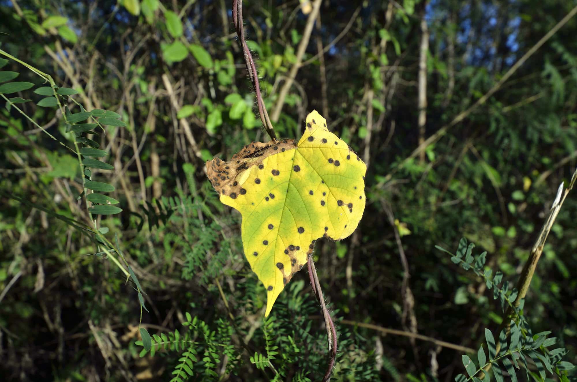 leaf spots